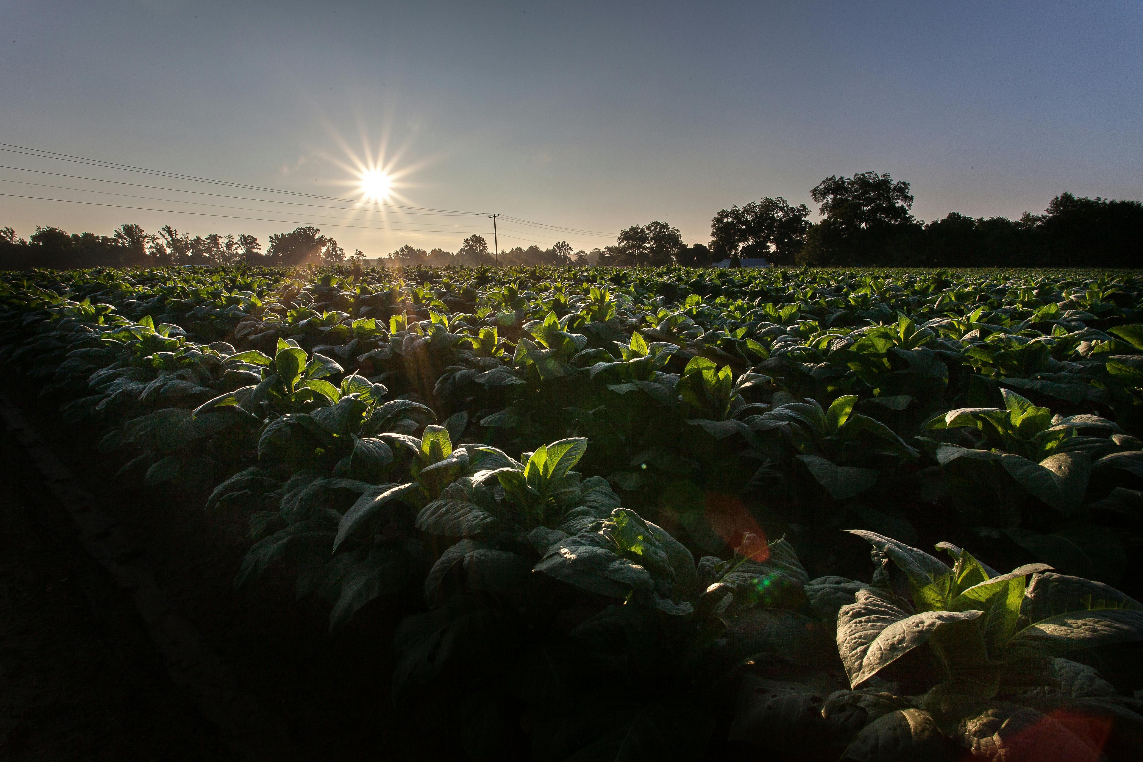 Potash for Vegetable Gardens: Building Resilience Before Frost