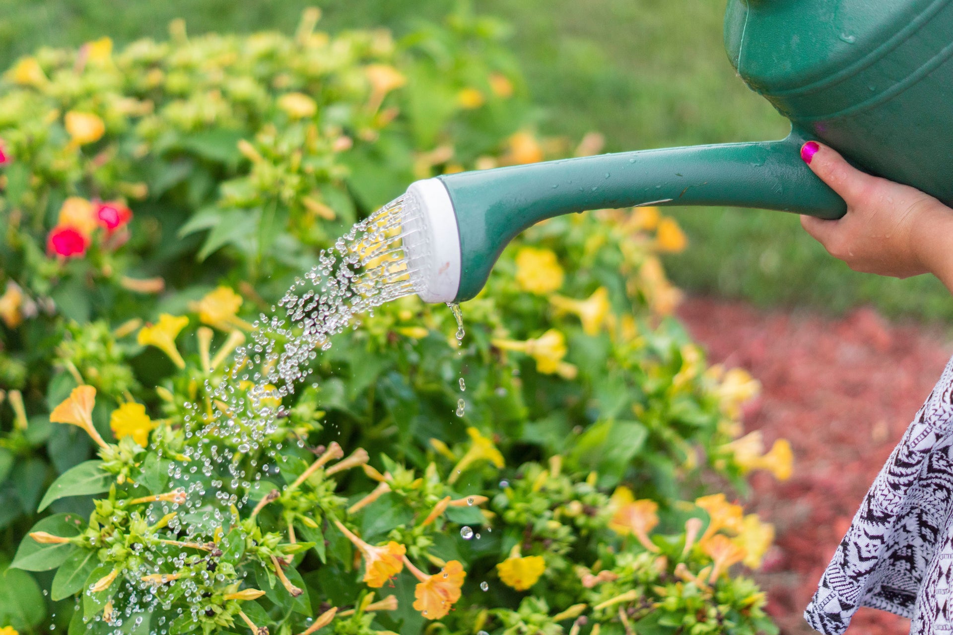 Container Plants in June: Feeding Through Daily Watering