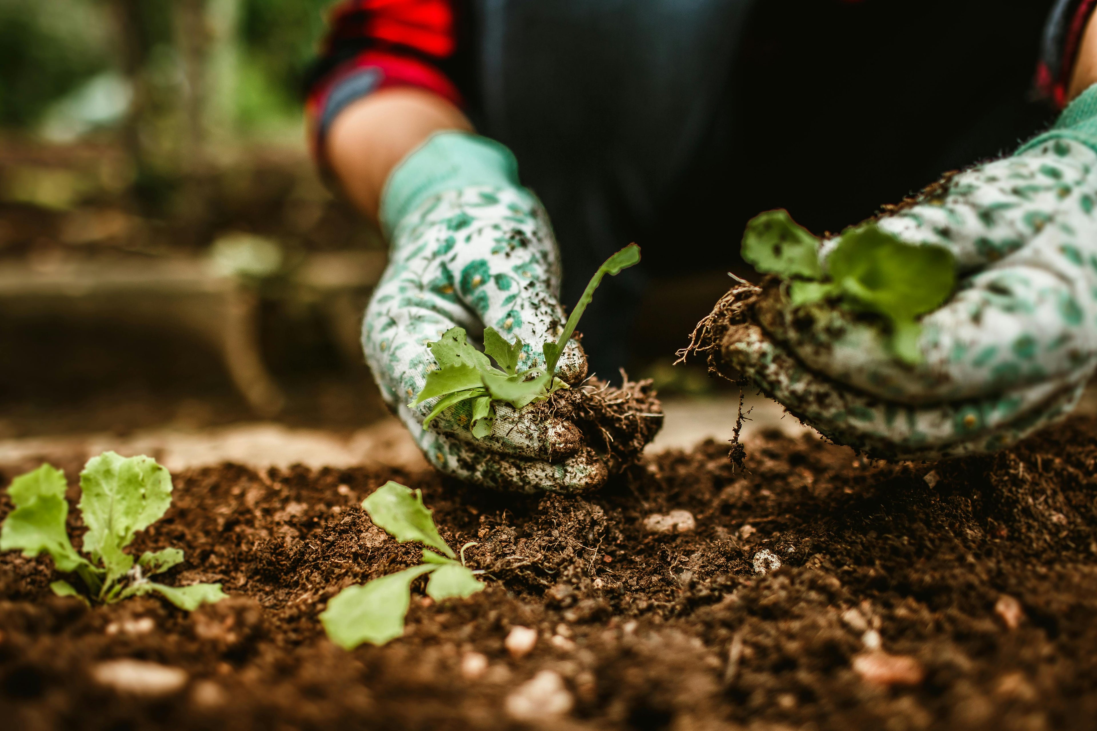 Common Mistakes to Avoid When Using Urea Fertilizer
