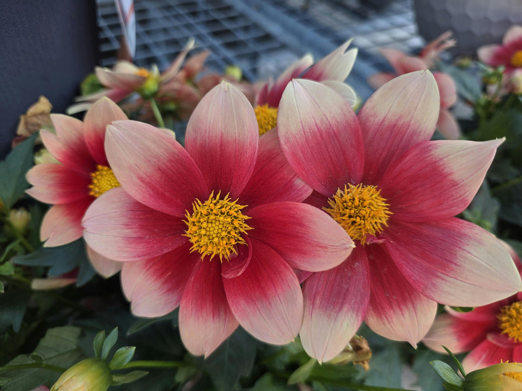 End-of-Summer Garden Recovery Tips: Fertilizers That Make a Difference