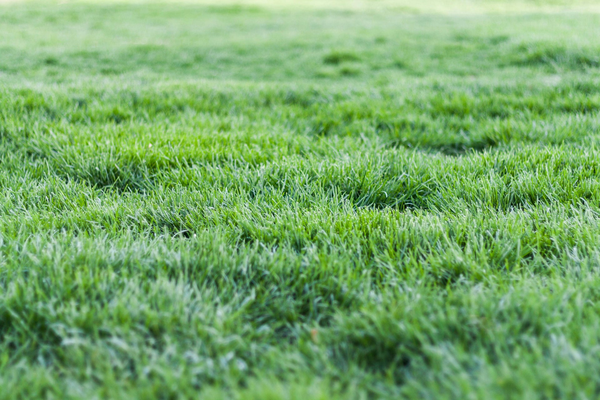 How Muriate of Potash Prepares Lawns and Gardens for Harsh Fall and Winter Conditions