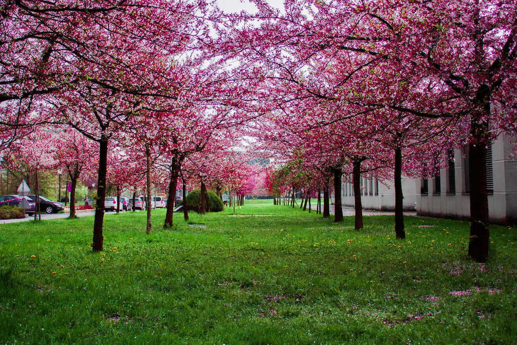 Why Muriate of Potash (0-0-60) Is the Fall Fertilizer Your Lawn and Garden Need Most