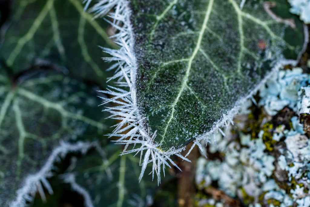 Potassium and Winter Stress: Fertilizer Strategies for Tough PNW Conditions