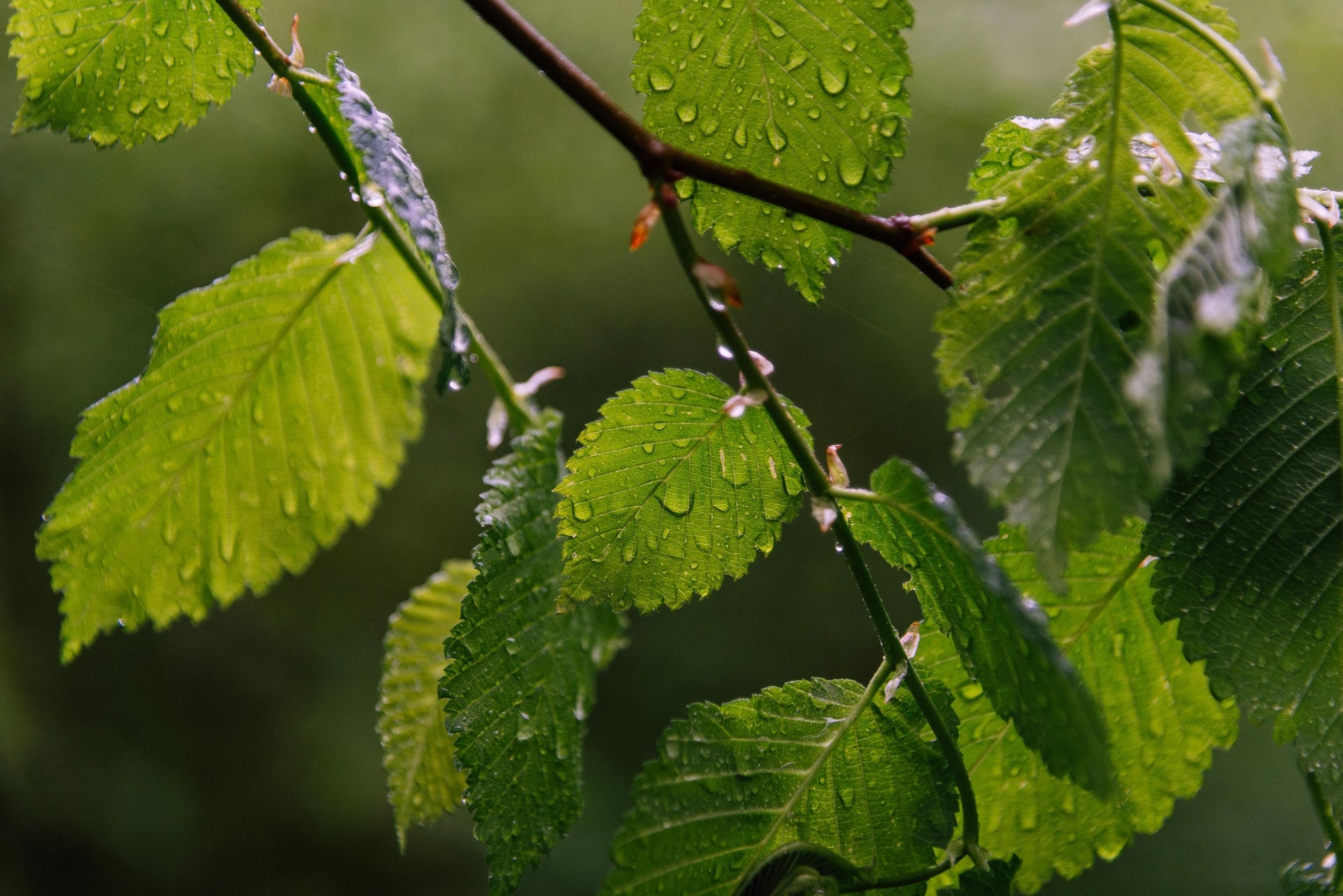 Reducing Fertilizer Loss in Rainy Spring Conditions