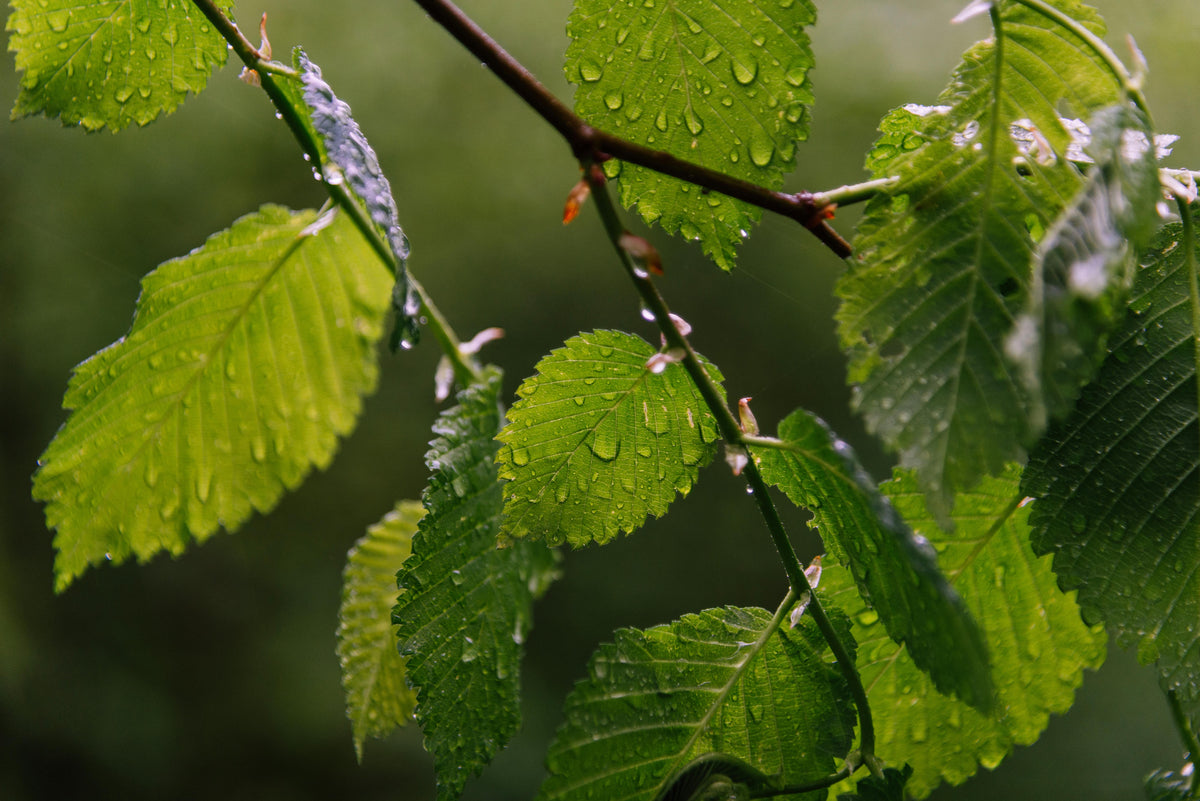 Reducing Fertilizer Loss in Rainy Spring Conditions
