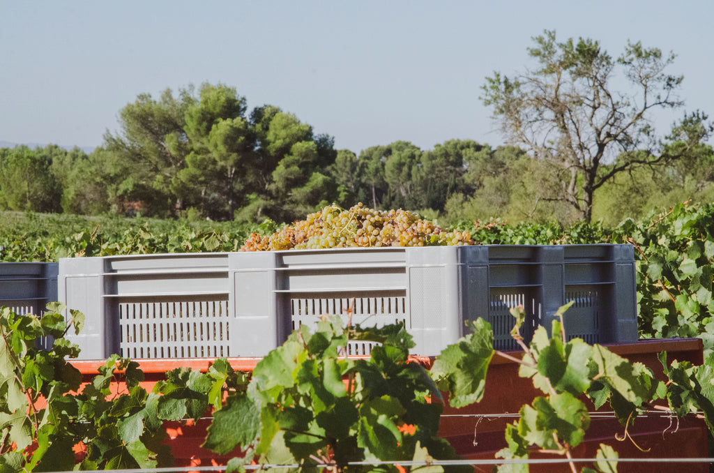 Side-Dressing Vegetables After The First Harvests Begin