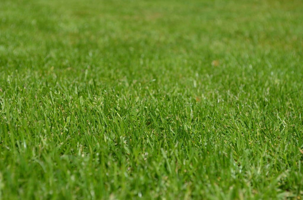 Summer Lawn Care: Top Tips for a Greener Lawn This Season