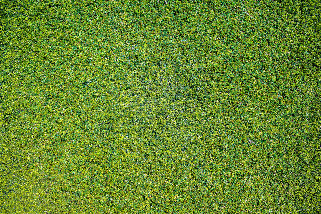 How to Safeguard Your Lawn from Summer Stress