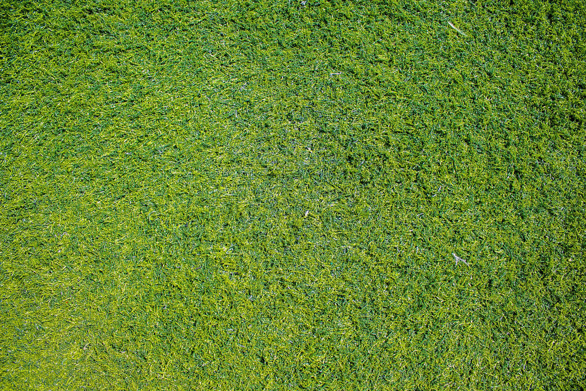 How to Safeguard Your Lawn from Summer Stress
