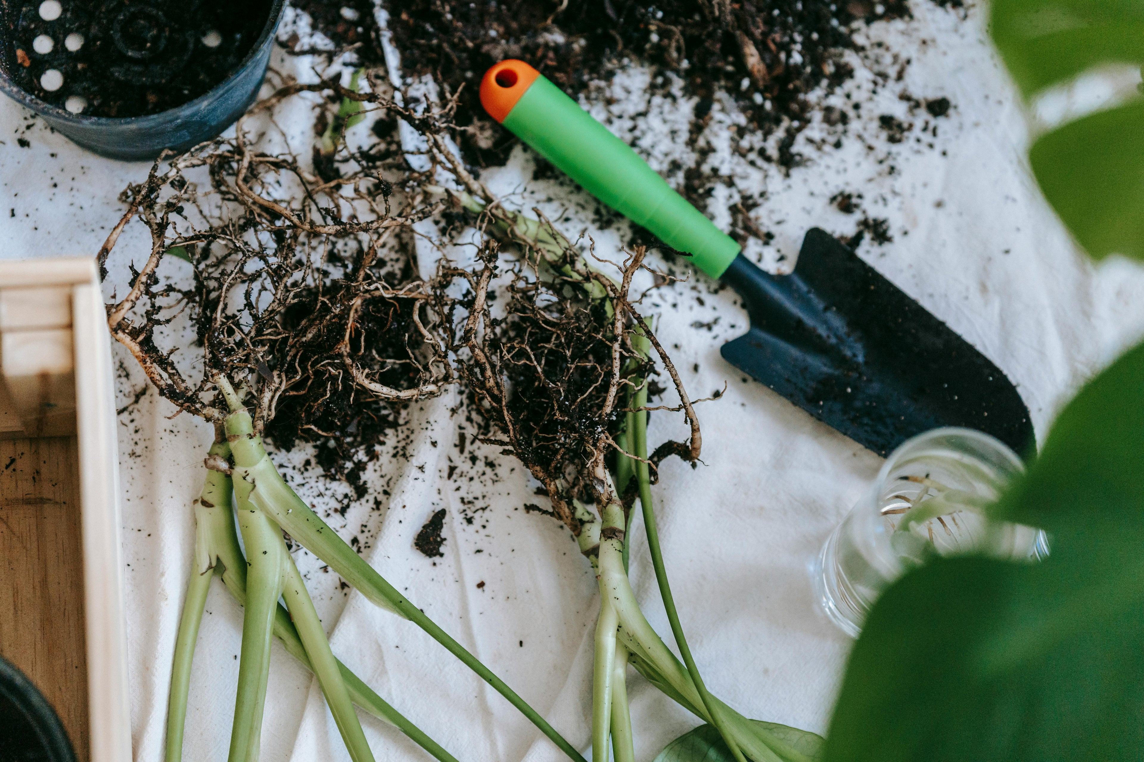Early-Season Phosphorus: Building Strong Roots for a Productive Season