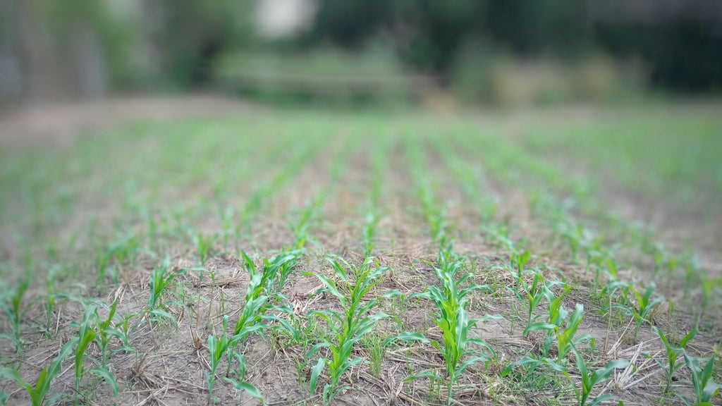 Feeding New Transplants Without Burning Tender Roots