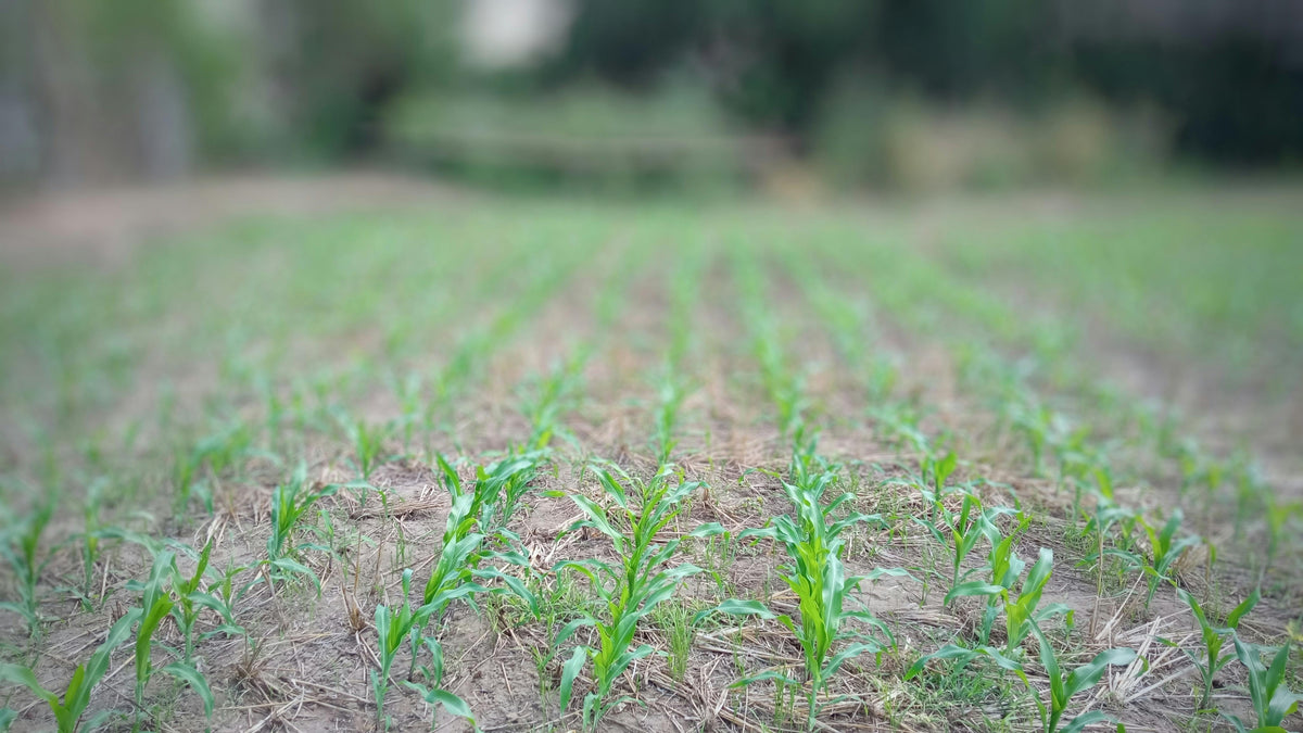 Feeding New Transplants Without Burning Tender Roots