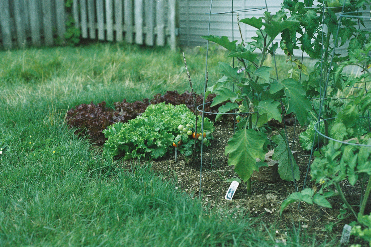 Potash in Orchards: Preparing Trees for Winter Dormancy