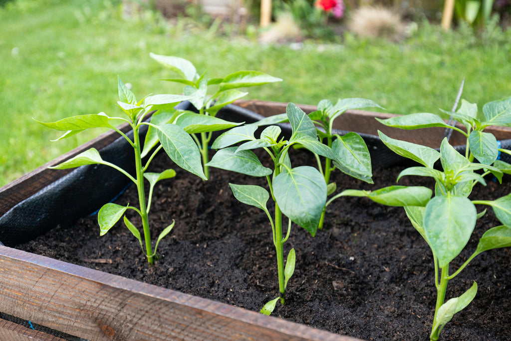 Understanding Fertilizer Burn and How to Prevent It