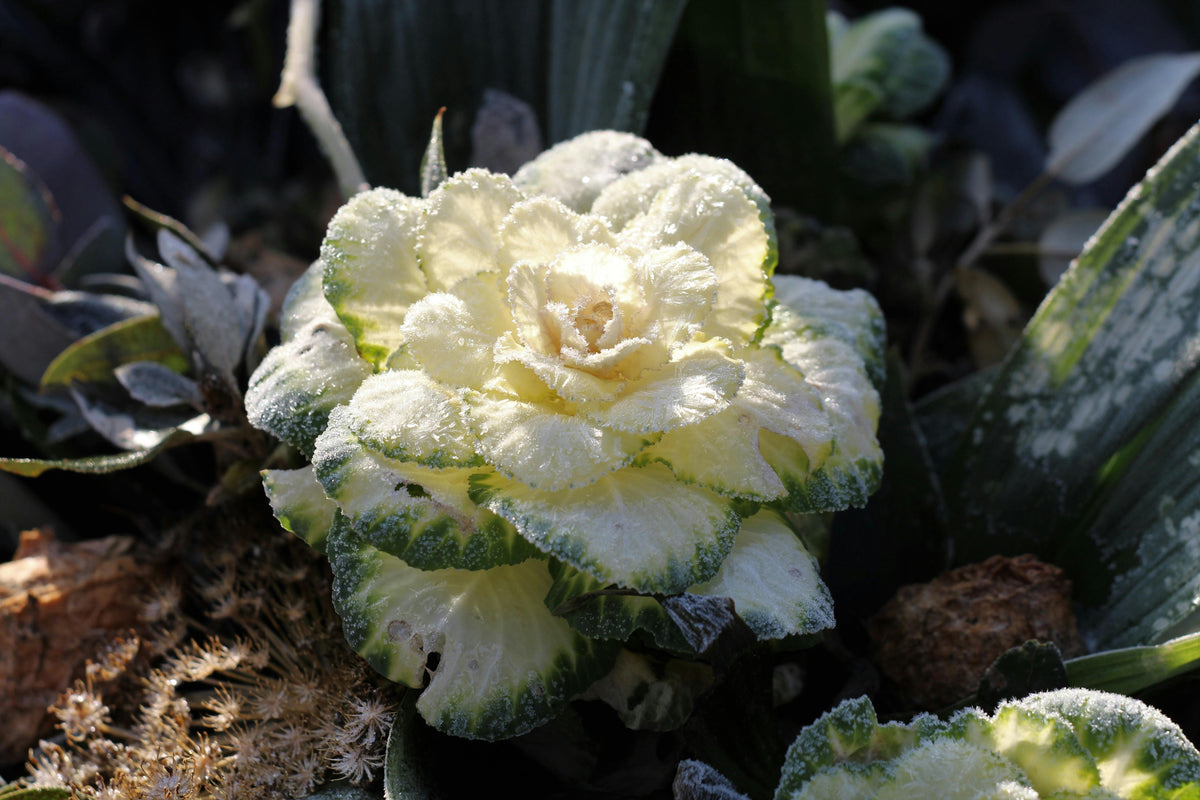 Preparing Soil for Winter Vegetables with 16-16-16 All-Purpose Fertilizer