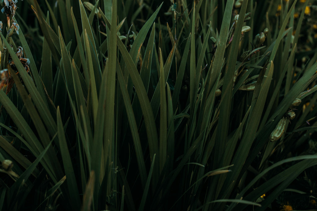 Leaching 101 for the PNW: Keeping Nutrients Where Roots Can Use Them