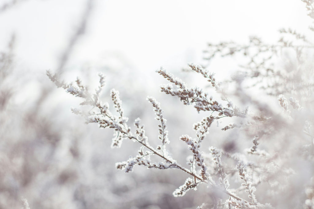 How Potassium Enhances Cold Tolerance in Lawns and Gardens