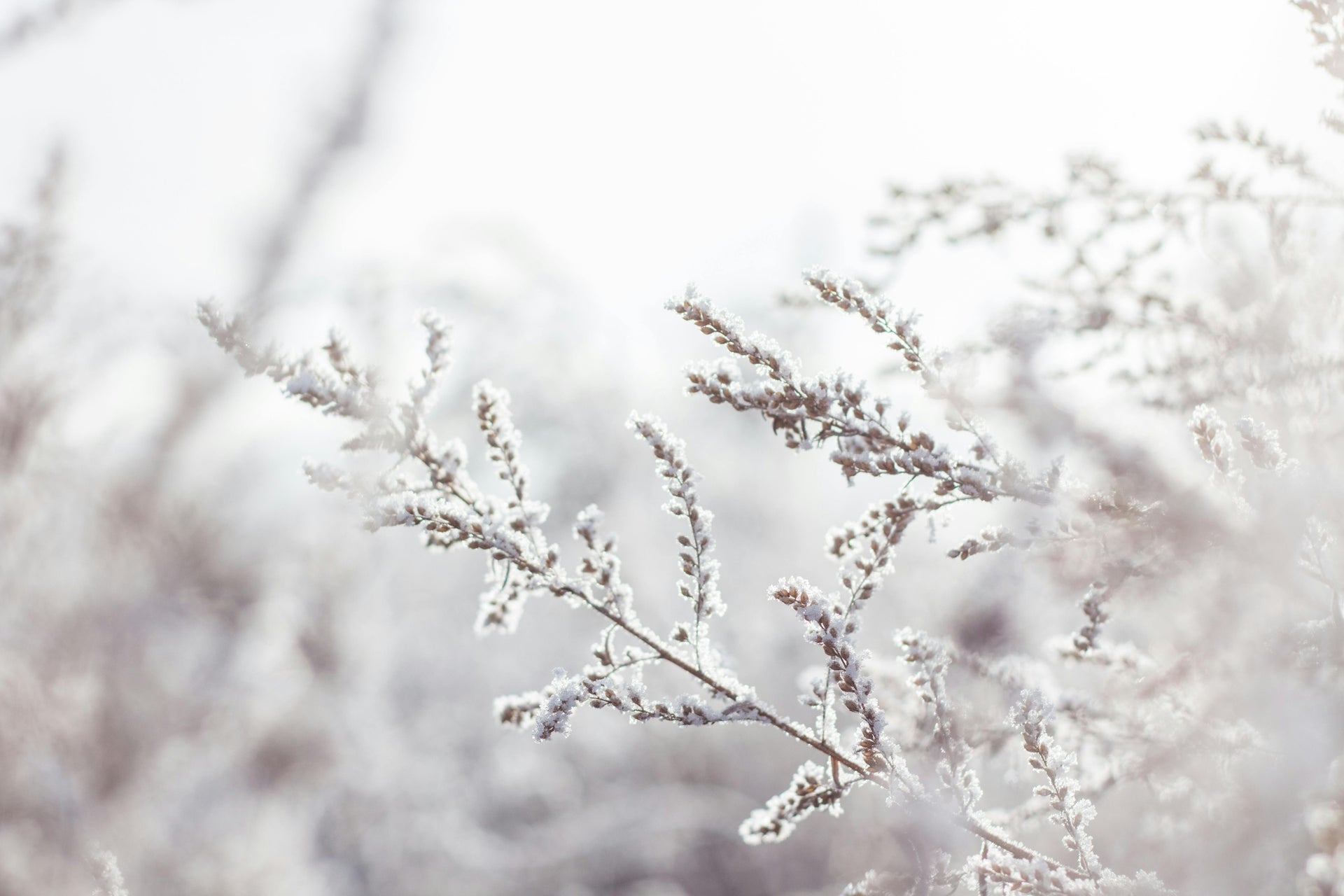 How Potassium Enhances Cold Tolerance in Lawns and Gardens