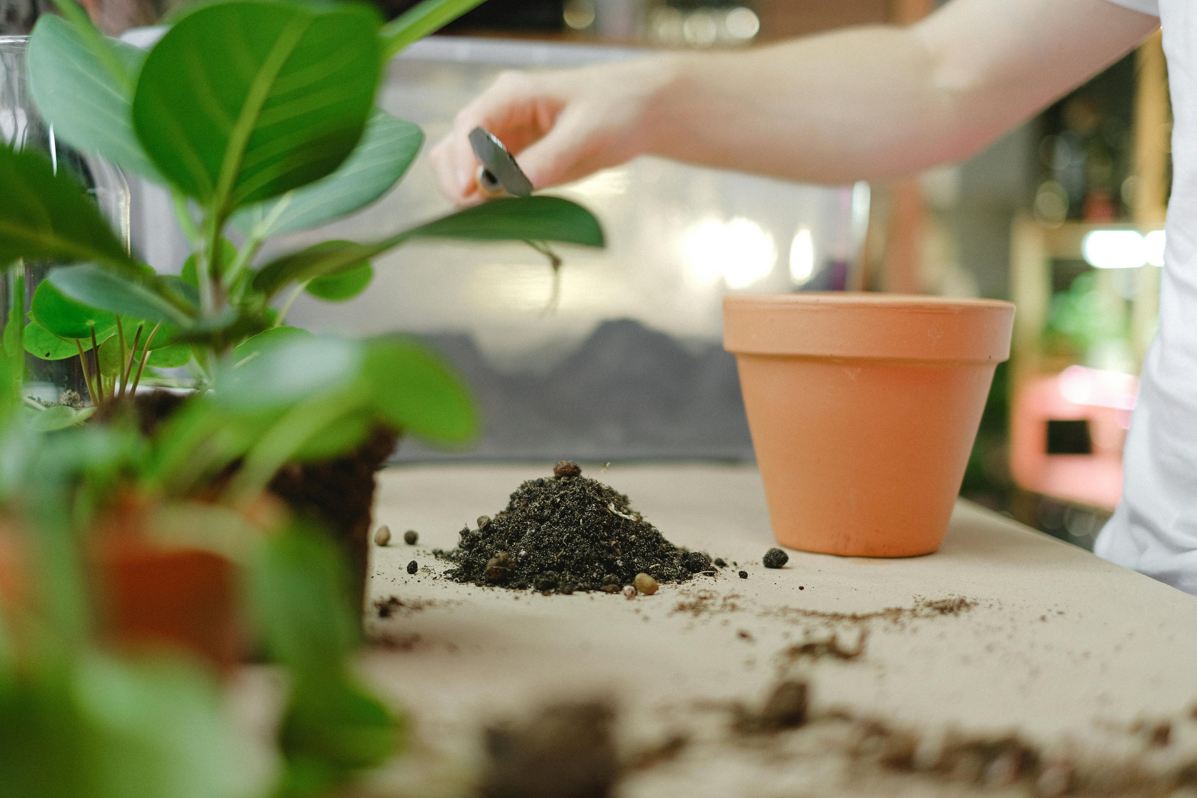 Choosing the Right Potassium Source: Potash vs Other Options