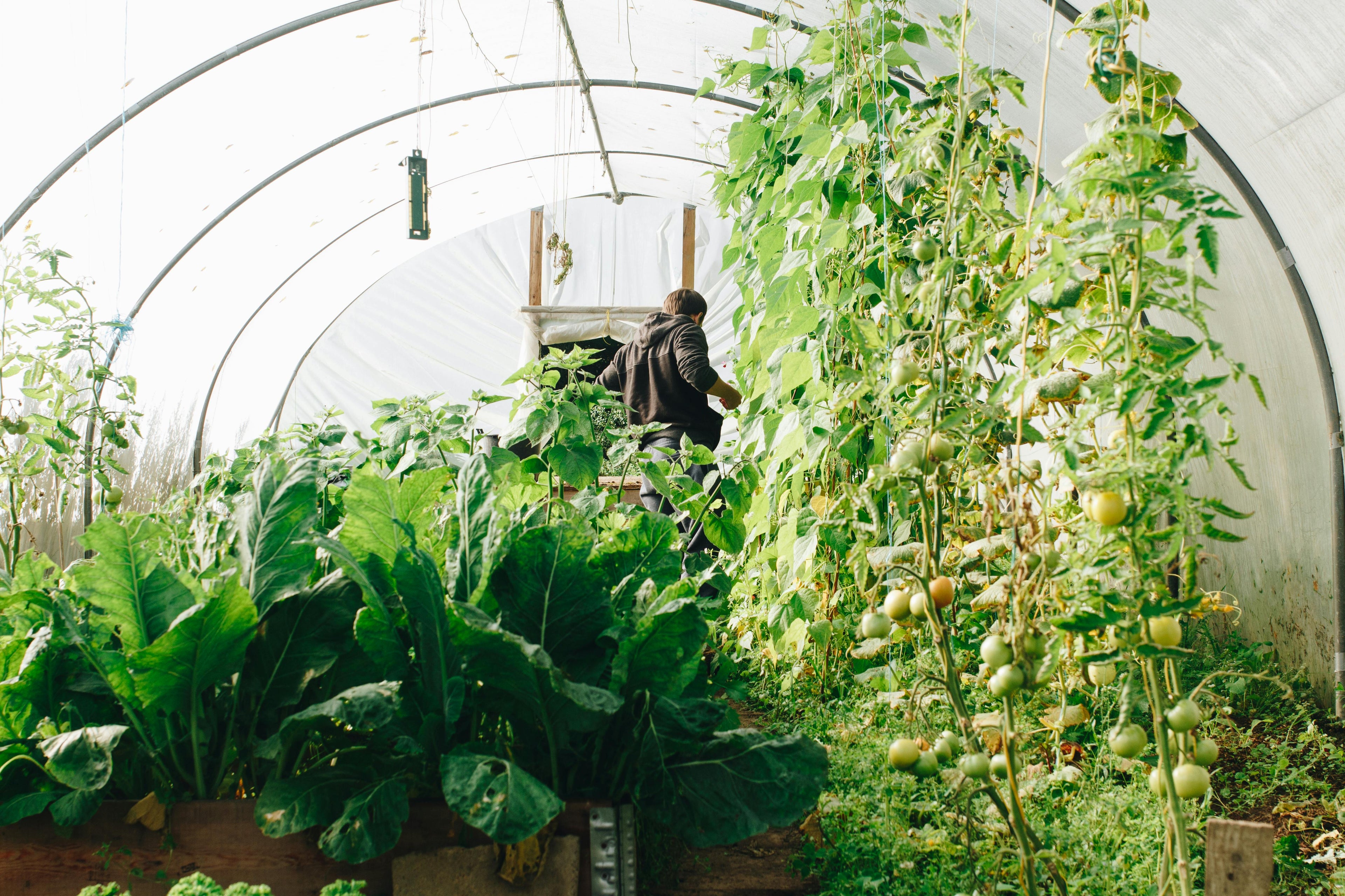 Preventing Fertilizer Salt Buildup in Greenhouses and Container Gardens