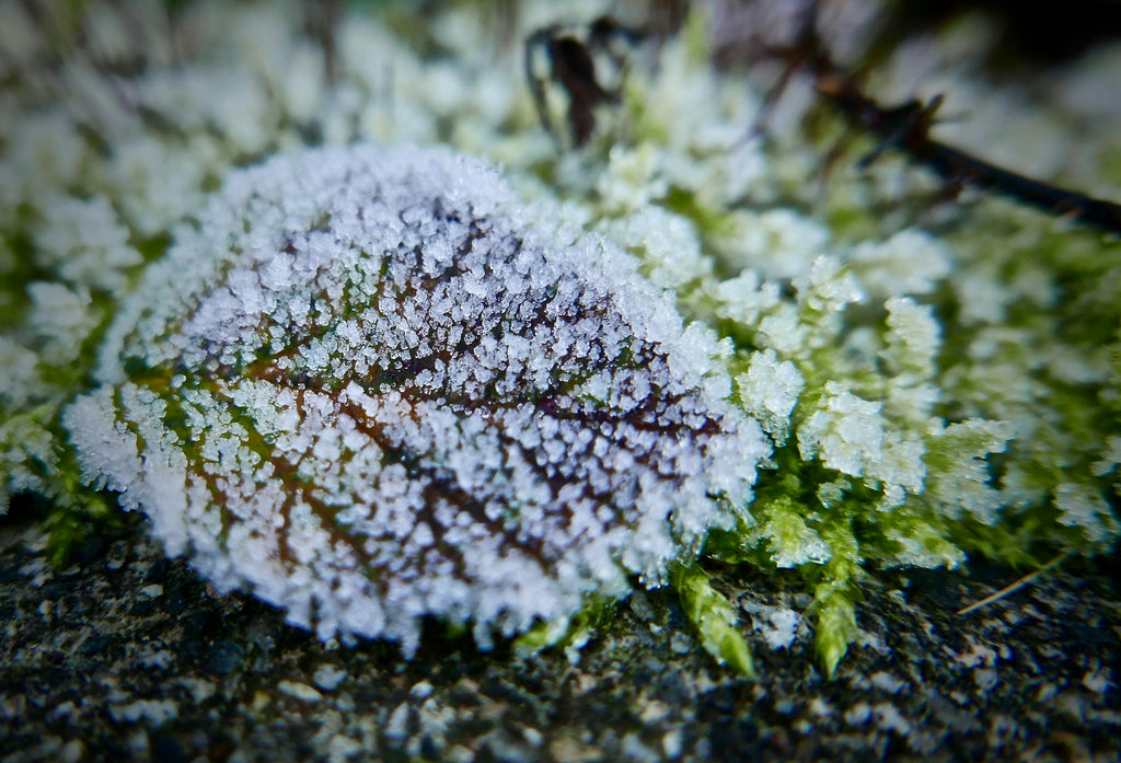 Magnesium Sulfate Uses: Fixing Magnesium Deficiencies Before Frost Hits
