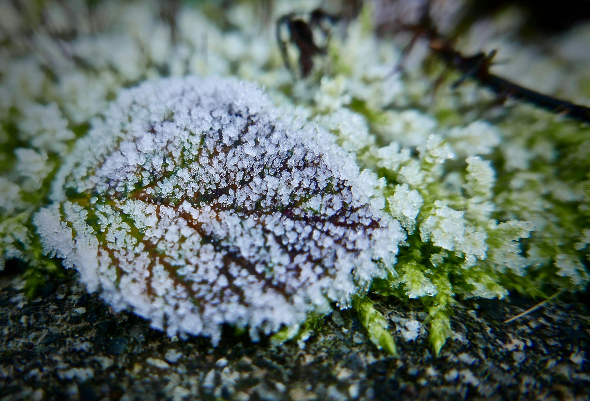 Magnesium Sulfate Uses: Fixing Magnesium Deficiencies Before Frost Hits