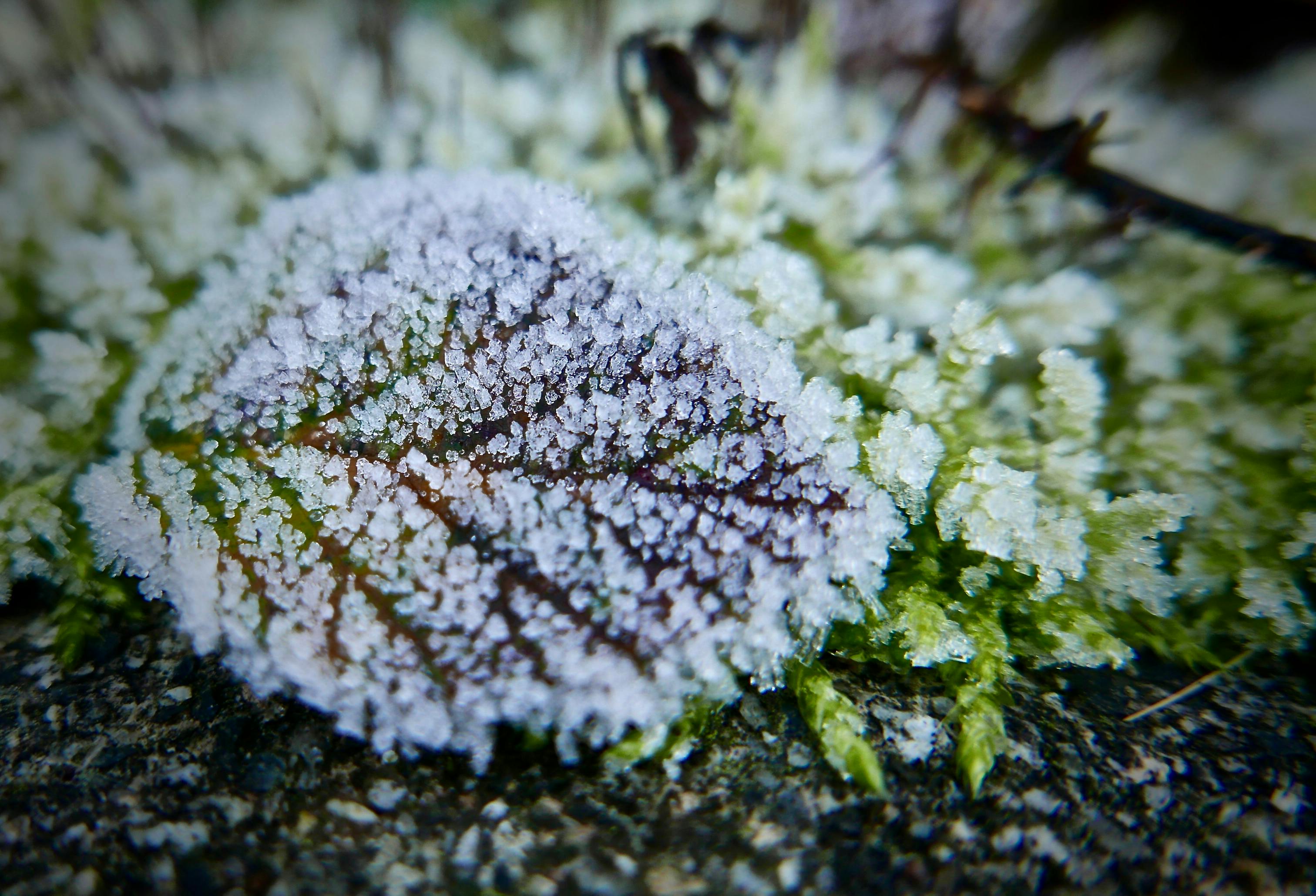 Magnesium Sulfate Uses: Fixing Magnesium Deficiencies Before Frost Hits