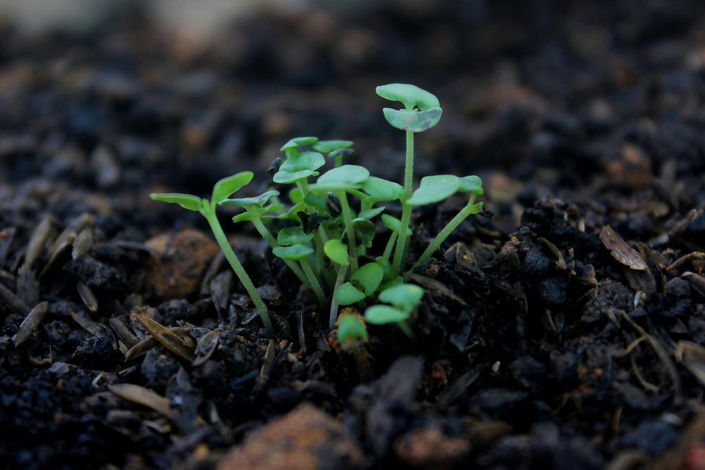 Using Triple 10 for Ornamental Plants – A Professional Gardener’s Guide