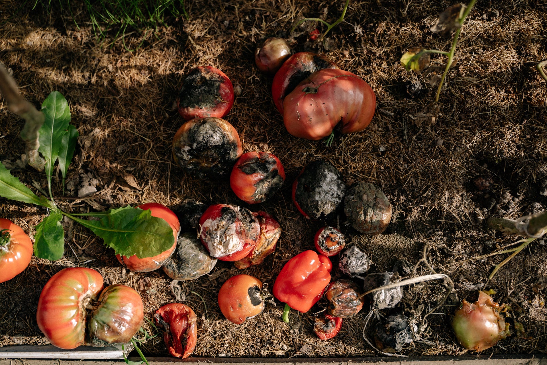 Why Blossom End Rot Starts Before You See It