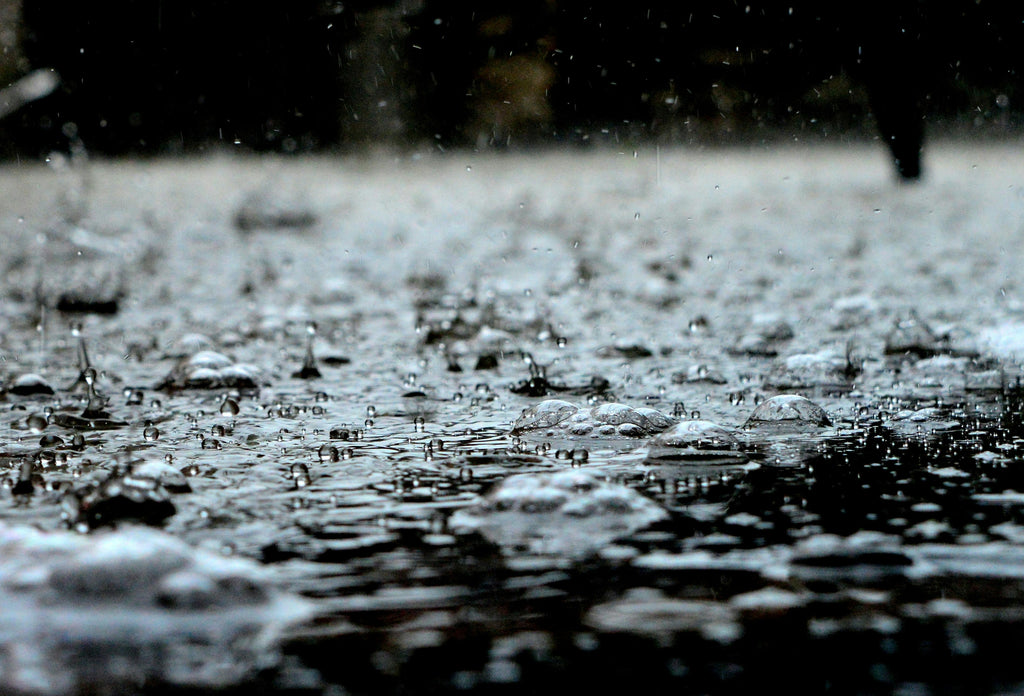 Nitrogen in a Rainy Climate: How PNW Growers Reduce Loss Before Spring