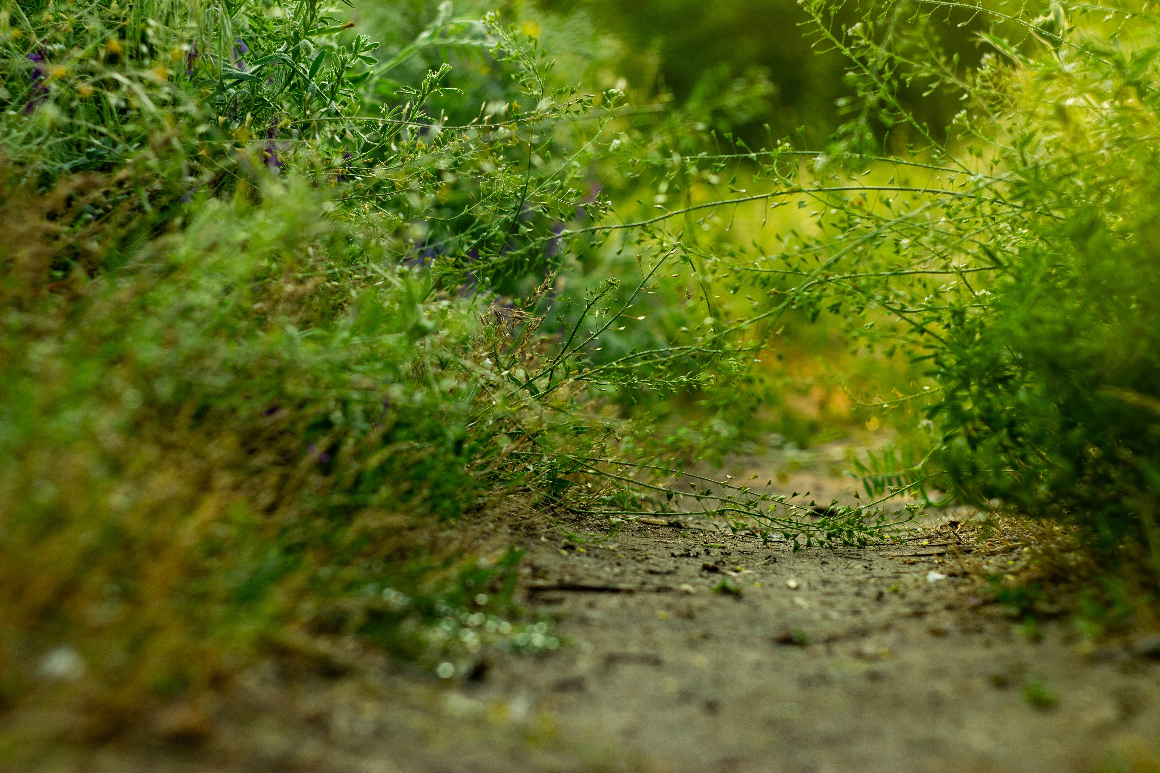 Nutrient Deficiencies You Can Detect Through Soil Analysis