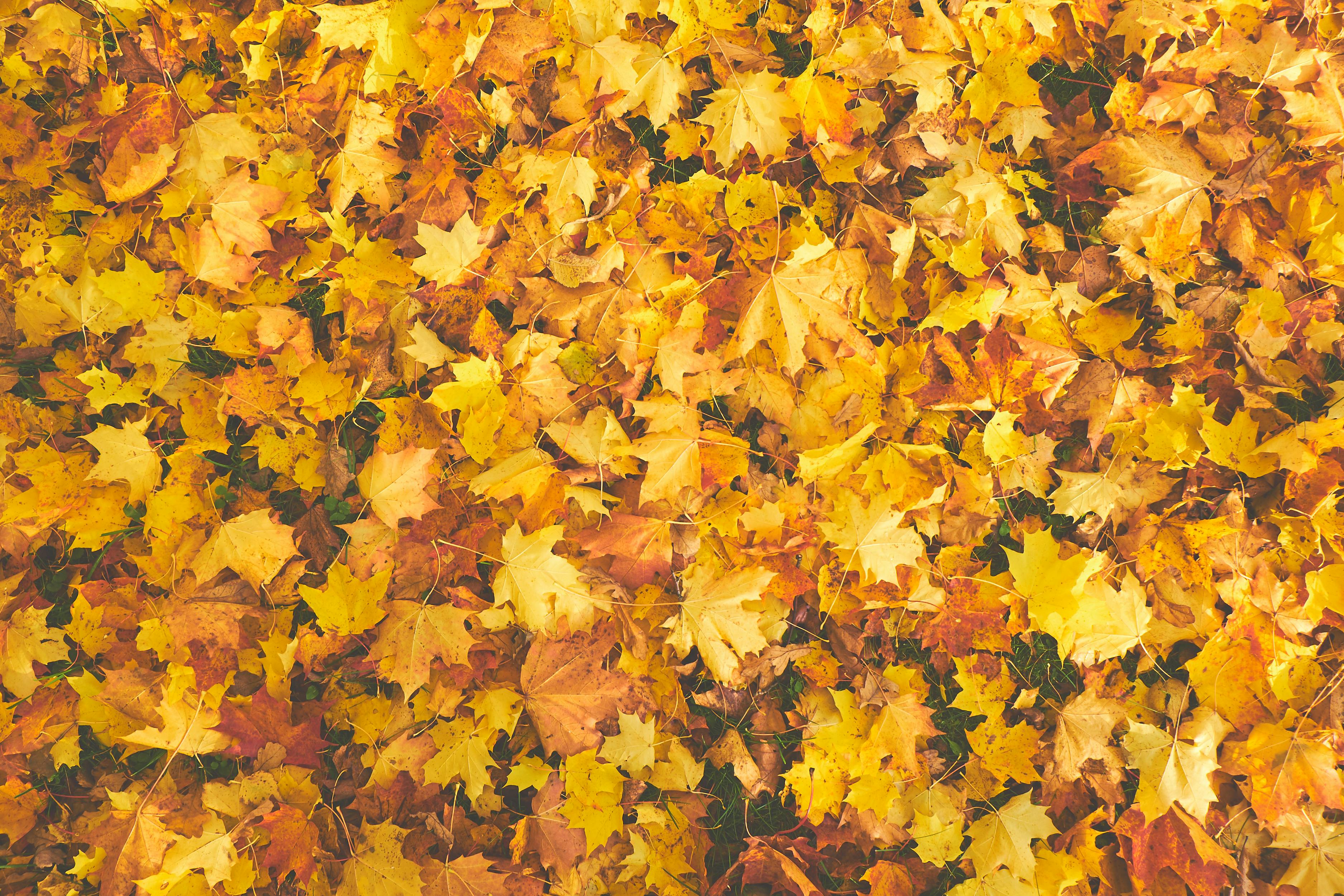 Why Triple 10 with Micronutrients Is Essential During the Shift from Fall to Winter