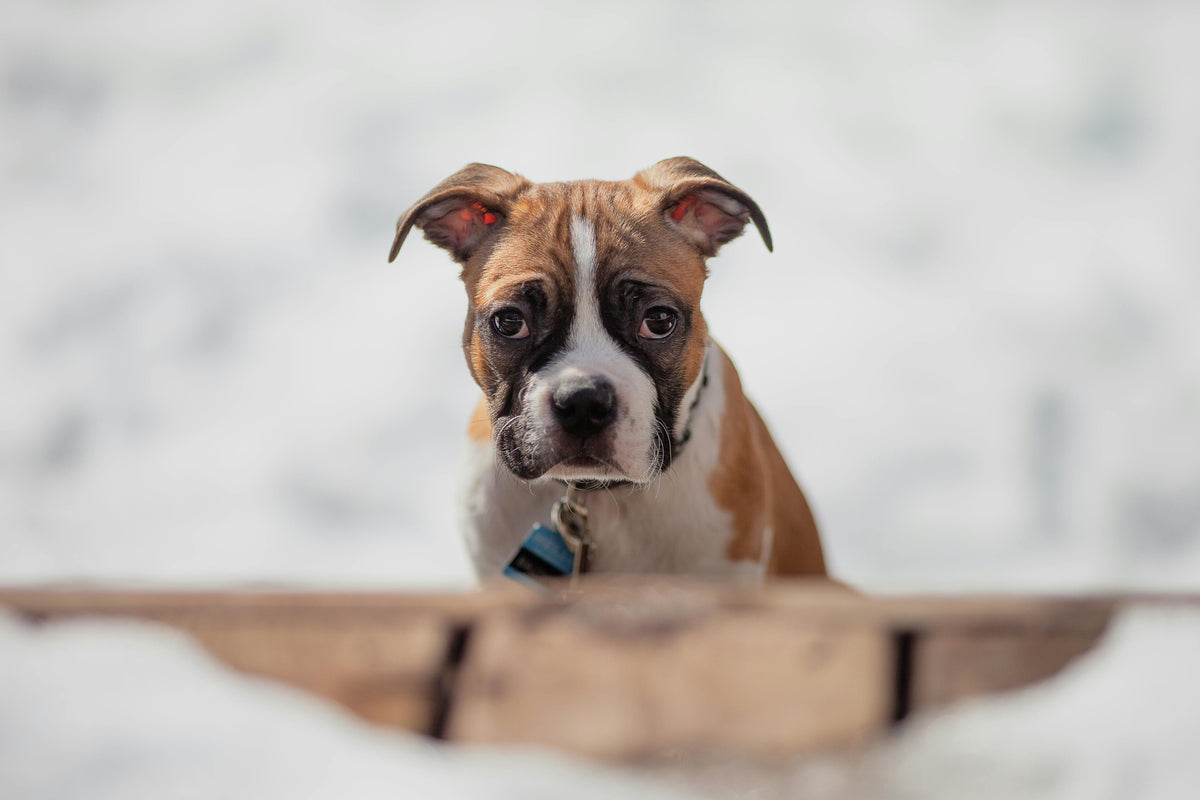 Why Pet-Safe Ice Melt Products are Essential for Winter and How to Choose the Best Options
