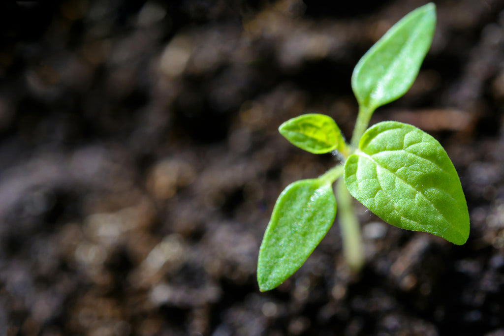 How Organic Dry Fish Fertilizer Supports Sustainable Agriculture