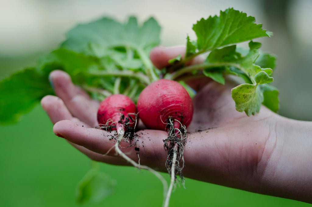 Do Organic Gardens Need Soil Testing Too? (Yes—and Here’s Why)