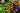 Fertilizer Strategies for High-Yield Vegetable Production in Early Season