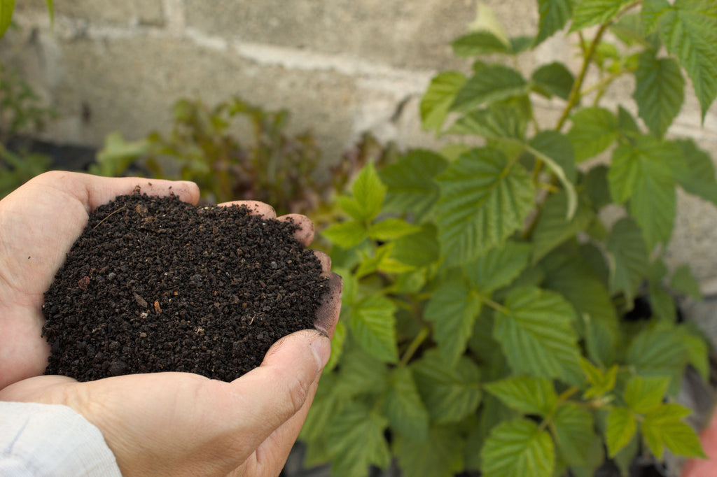 Organic Fertility in Warm June Soil