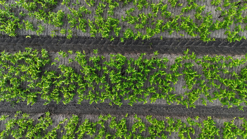 Soil Testing vs. Guesswork: Which One Saves You More Money?