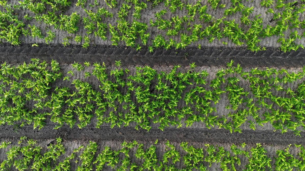 Soil Testing vs. Guesswork: Which One Saves You More Money?