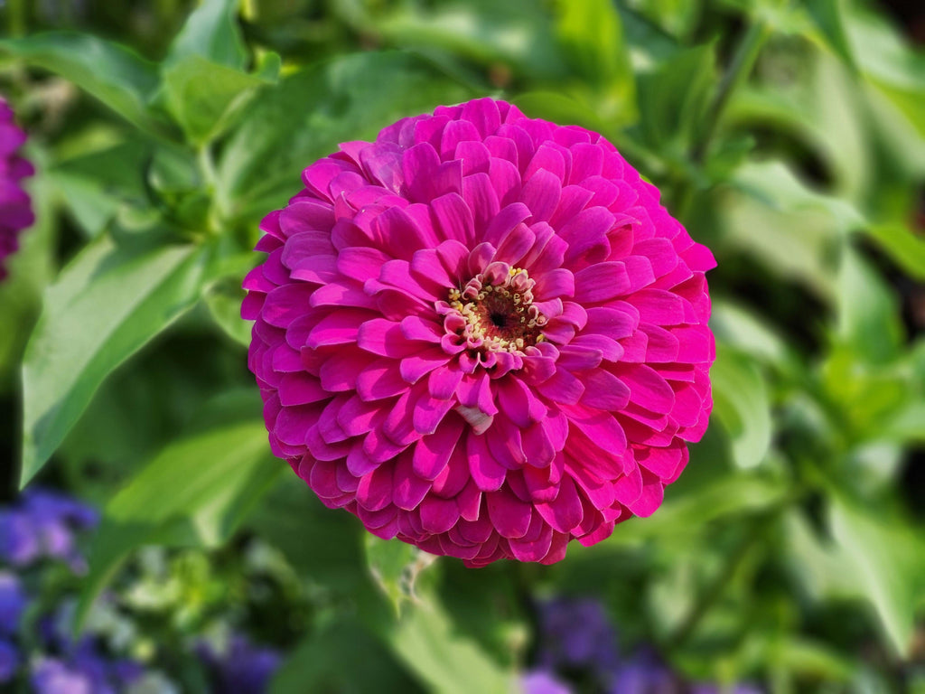 The Role of Triple 10 in Supporting Perennials and Flower Beds Through Fall
