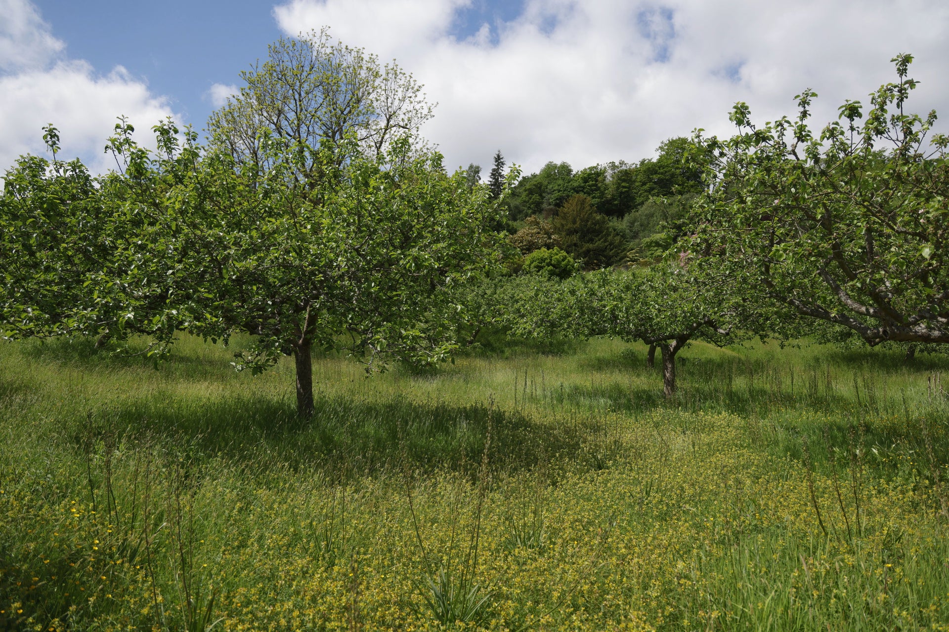 Late-Summer Orchard Nutrition: Use Leaf Analysis Before Adding More Fertilizer
