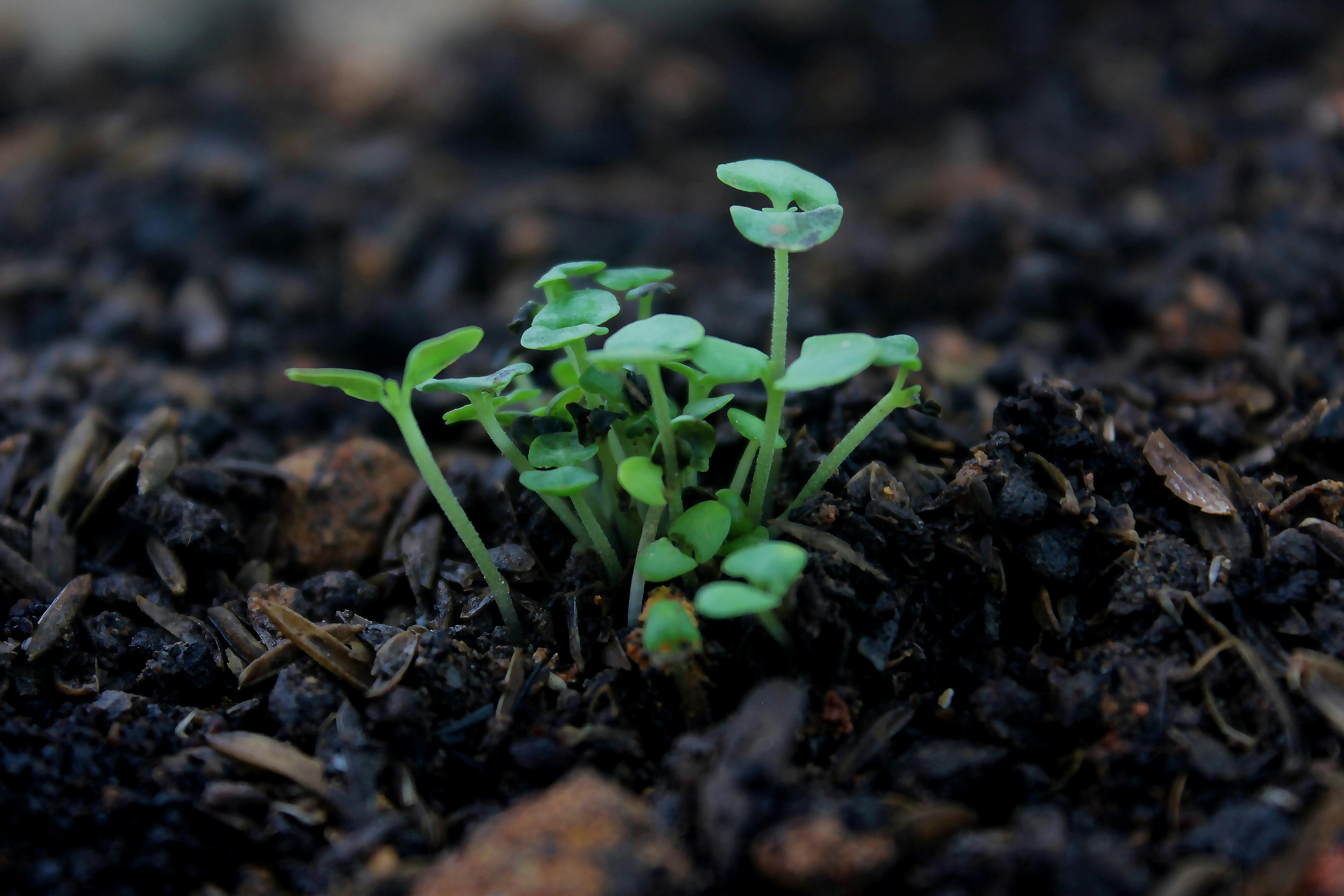 How Calcium Nitrate Enhances Leaf Strength and Photosynthesis in Garden Plants