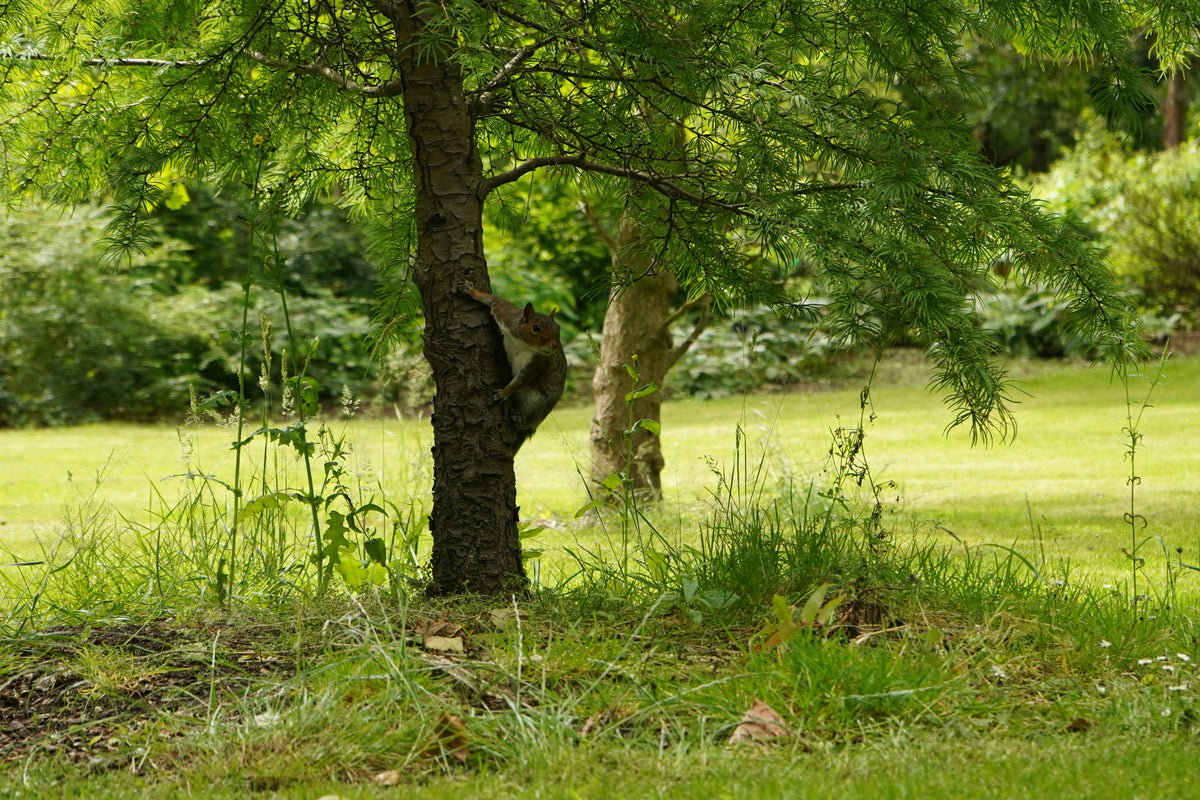Revive Your Damaged Lawn with These 3 Essential Services