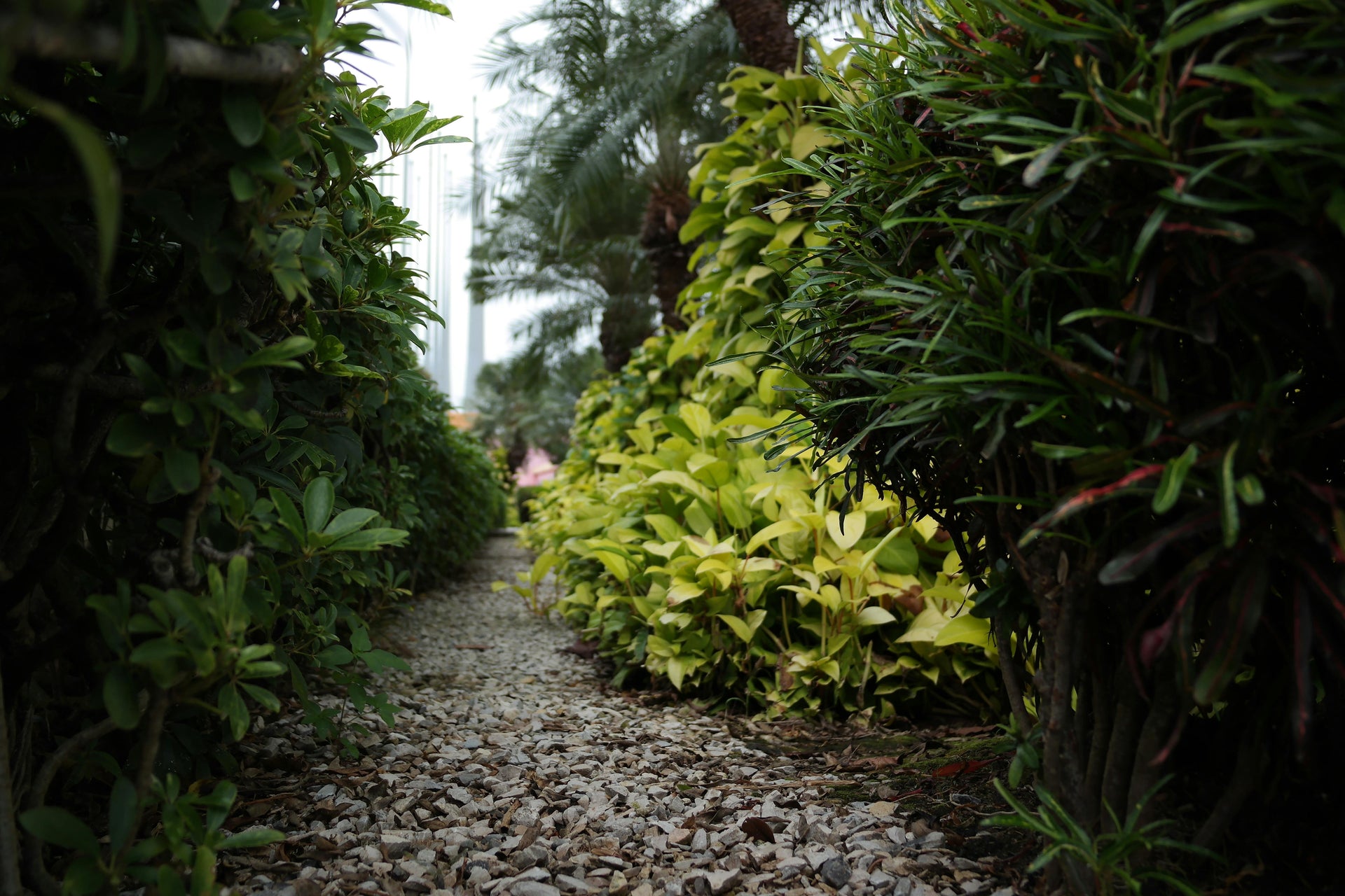 Winterizing Shrubs and Trees with the Help of Muriate of Potash for Disease Resistance and Moisture Retention
