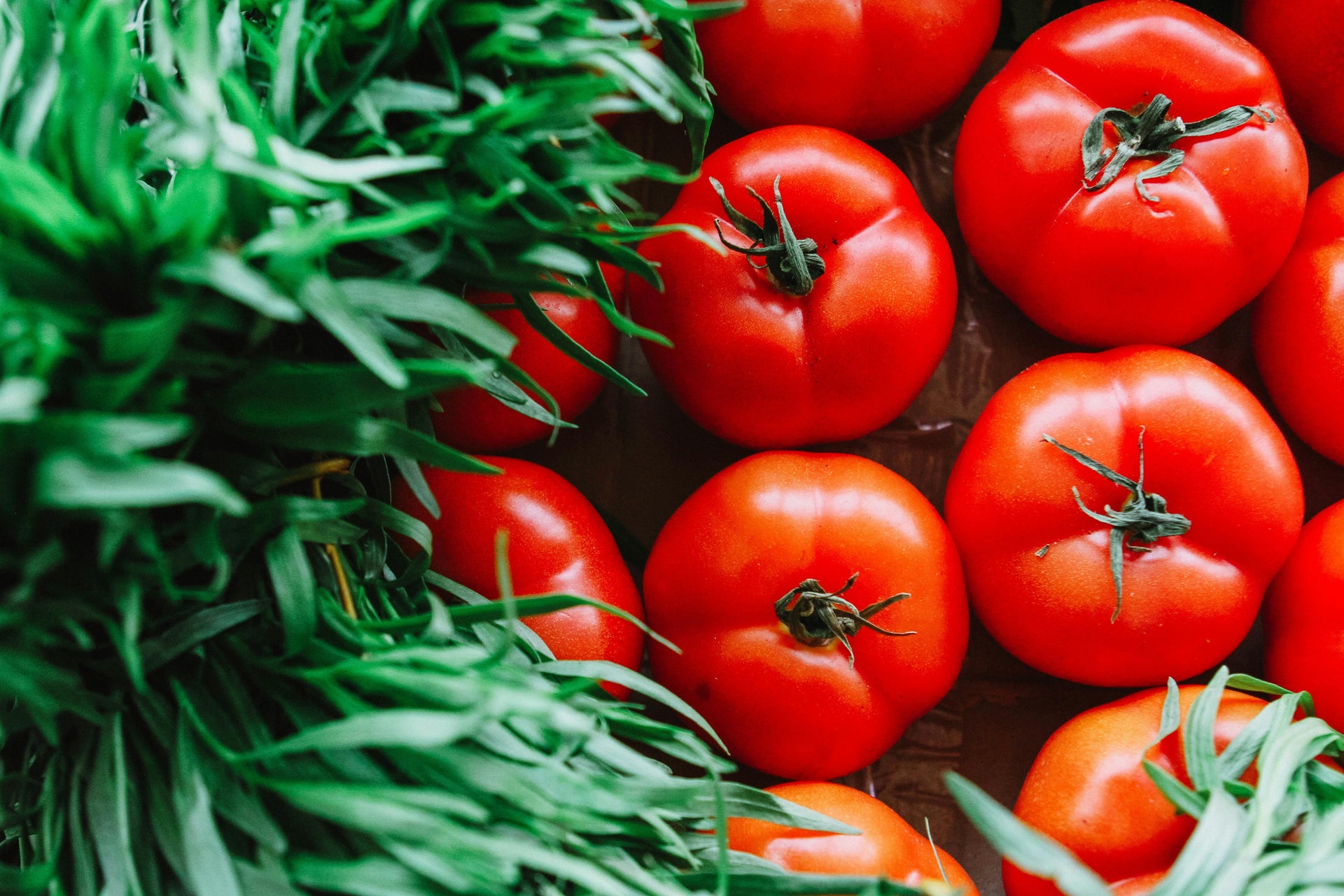 How Magnesium Sulfate Improves Plant Color, Strength, and Fall Resilience