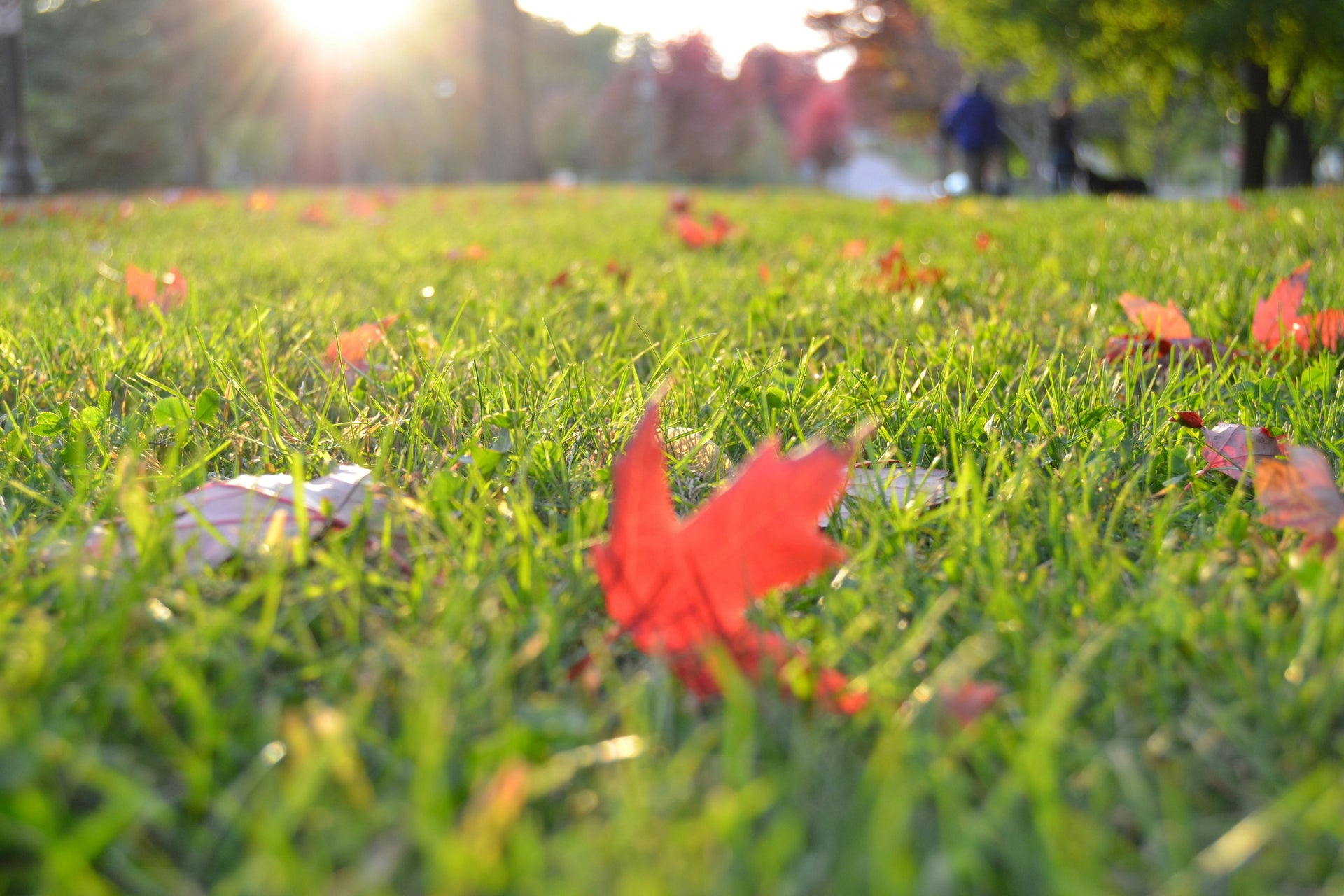 Why Choose Organic Fertilizer for Your Business’s Lawn This Spring?