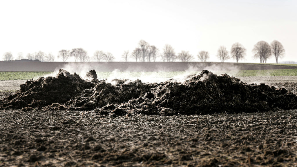 Avoiding Fertilizer Burn in Cool, Wet Conditions: Rates, Salt Load, and Timing in the PNW