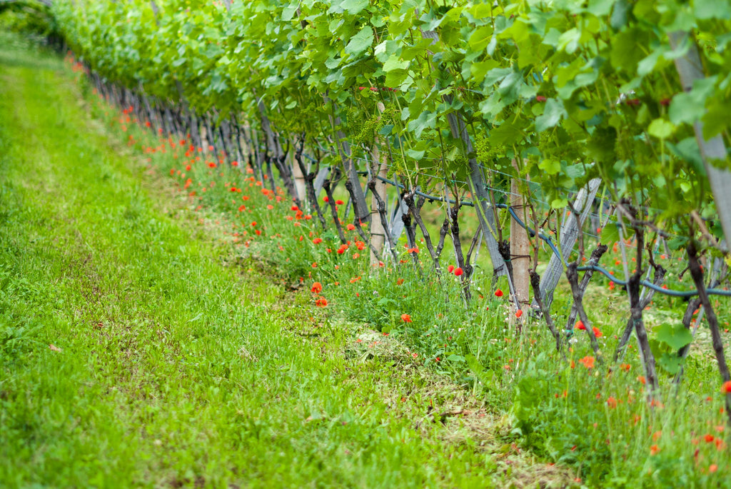 Early Spring Irrigation Strategies: Maximizing Fertilizer Efficiency for Strong Crop Growth