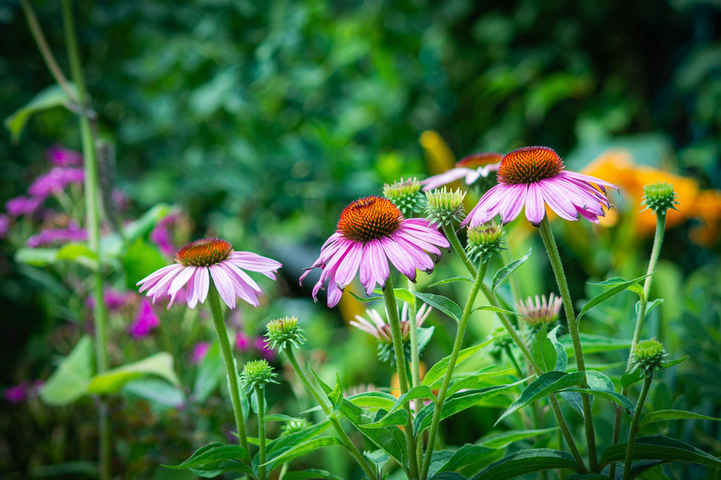 June Heat Is Coming: What Plants Need Before the First Long Dry Spell