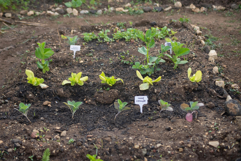 The Role of Sulfur in Ammonium Sulfate and Plant Health